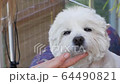 Cutting head of the West Highland White Terrier Dog.  64490821