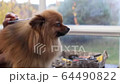 Side view of Trimming Pomeranian Spitz 64490822