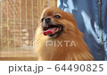 Trimming Pomeranian Spitz .closeup 64490825