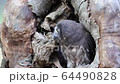 Boreal owl in the trunk of an old tree. 64490828