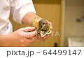 A Japanese sushi chef removes sea snail from its shell 64499147