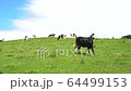 A herd of cows on a green pasture under a blue sky in Hokkaido 64499153