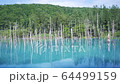 The Blue Pond - turquoise lake in Biei, Hokkaido 64499159