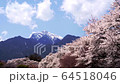 櫻花盛開 64518046