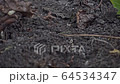 Close up of a swarm of busy black ants, Lasius niger, in a UK garden 64534347