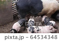 Saddleback piglets, sus scrofa domesticus, drinking milk from their mother 64534348