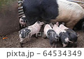 Saddleback piglets, sus scrofa domesticus, drinking milk from their mother 64534349