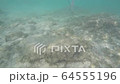tropical fish flocks, ocean sandy bottom and coral 64555196