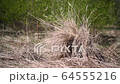Invisible camouflaged army military man in 64555216