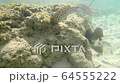tropical fish flocks, ocean sandy bottom and coral 64555222