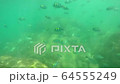 Background Stranded underwater world with corals 64555249
