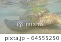Macro view of Big olive turtle in the water on the 64555250