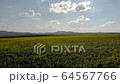 Aerial view - flowering sunflowers. Field of sunflowers. 64567766