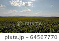 Aerial view - flowering sunflowers. Field of sunflowers. 64567770