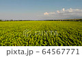 Aerial view - flowering sunflowers. Field of sunflowers. 64567771