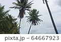 Alagoas, Brazil - mar 12 2020: Man on top of a coconut tree pruning the tree with a scythe 64667923