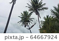 Alagoas, Brazil - mar 12 2020: Man on top of a coconut tree pruning the tree with a scythe 64667924