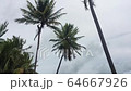 Alagoas, Brazil - mar 12 2020: Man on top of a coconut tree pruning the tree with a scythe 64667926