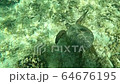 ハワイの海でカメと一緒 64676195