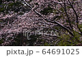 Cherry blossoms after snowfall (Yoshino Somei) 64691025