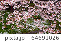 Sakura swaying after snowfall (Yoshino Somei) 64691026