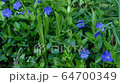 Spring flower in the garden close up with motion 64700349