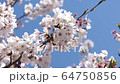 満開の桜アップ02 64750856