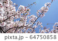 満開の桜 64750858