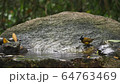 Birds playing in the natural pond. 64763469