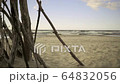 Branches tree on beach 4K 64832056