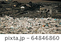 A flock of stray dogs in search of food in a landfill in slow motion. Nature pollution concept. 64846860