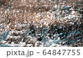 Winter pattern. Snow on the dry grass. Cold nature footage for design. 64847755