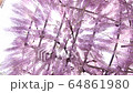 Wisteria flowers round and round 64861980