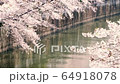 Meguro River and Sakura (Nakameguro: taken from the river side) 64918078