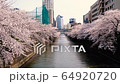 Meguro River and Sakura (Nakameguro: taken from the bridge) 64920720