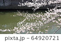 Meguro River and Sakura (Nakameguro: taken from the river side) 64920721