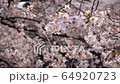 Sakura (Nakameguro: taken along the river) 64920723
