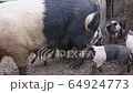 Saddleback piglets, sus scrofa domesticus, trying to feed from their sow mother  64924773