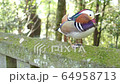 Oshidori 64958713