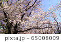 Cherry blossoms that bloom quietly in the Aso River in Kawasaki City, Kanagawa Prefecture 65008009