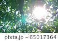 初夏_夏の木漏れ日02 65017364