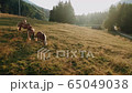 A brown horse grazing on a lush green field 65049038