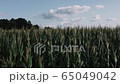 span near a corn field in summer 65049042