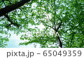 初夏_夏の木漏れ日01 65049359