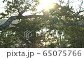 Sunbeams Sunbeams 65075766