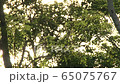 Sunbeams Sunbeams 65075767