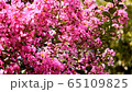 Crimson 22 65109825