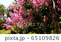 Crimson 23 65109826