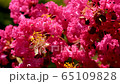 Crimson 25 65109828