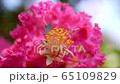 Zinnia 26 65109829
